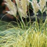 Cortaderia selloana 'Splendid Star'