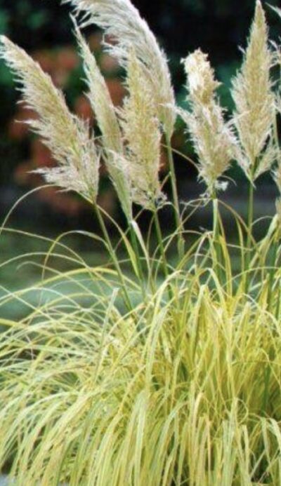 Cortaderia selloana 'Splendid Star'