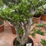Crassula ovata 'Hobbit'