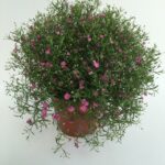 pianta in vaso di gypsophila