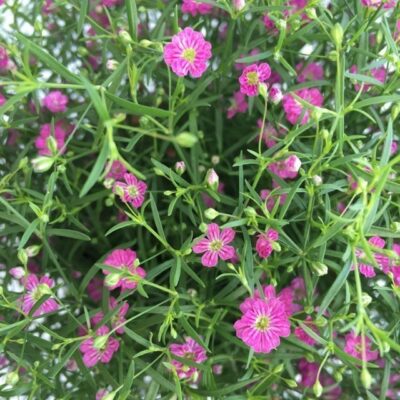fiori di gypsophila