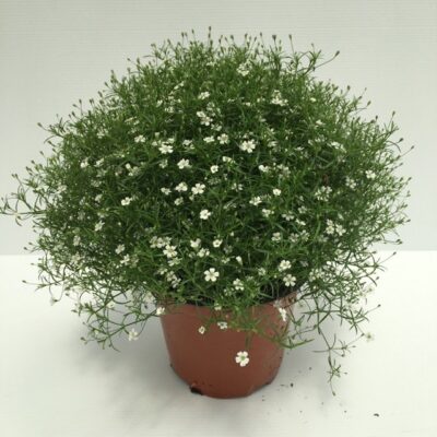 gypsophila a fiori bianchi