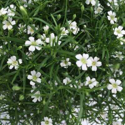 fiori bianchi di gypsophila