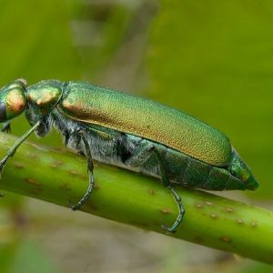 Lytta vesicatoria CANTARIDE