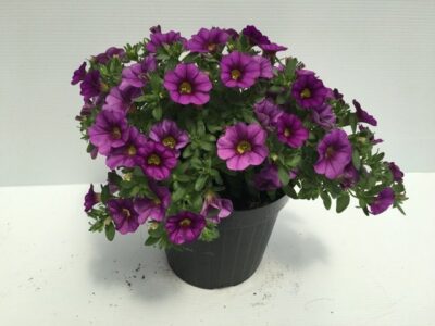 piantina di mille baci calibrachoa blu
