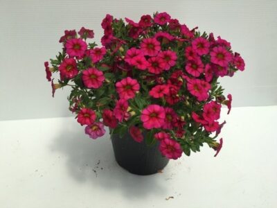 piantina di mille baci calibrachoa magenta