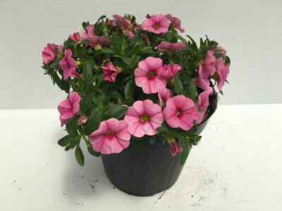 piantina di mille baci calibrachoa rose