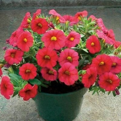 pianta in vaso di mille baci calibrachoa hybrid