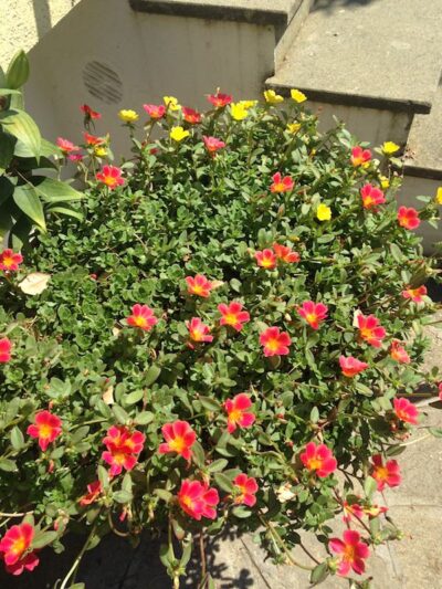 Portulaca umbraticola - immagine 7