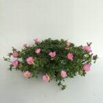 piantina di portulaca umbraticola duna pink