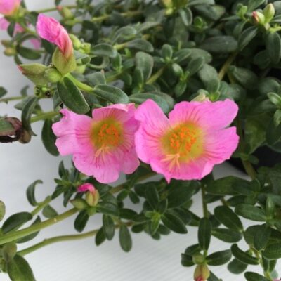 fiori di portulaca umbraticola duna pink