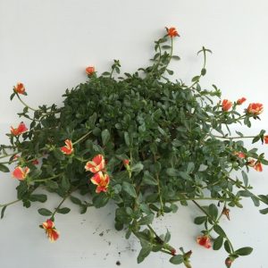 pianta di portulaca umbraticola duna red flame