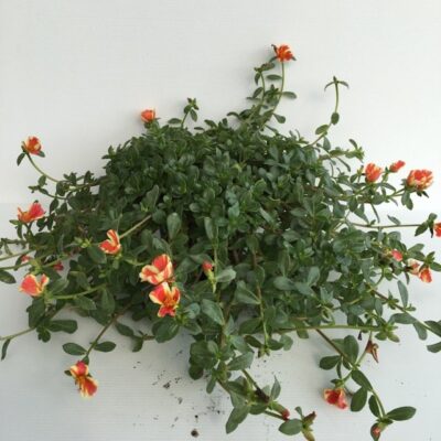Portulaca umbraticola - immagine 3