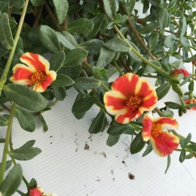 Portulaca umbraticola - immagine 4