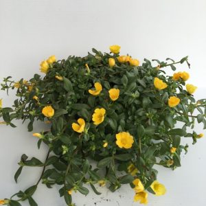 pianta di portulaca umbraticola duna yellow