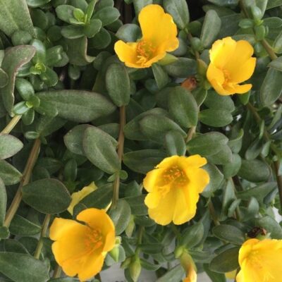 Portulaca umbraticola - immagine 6