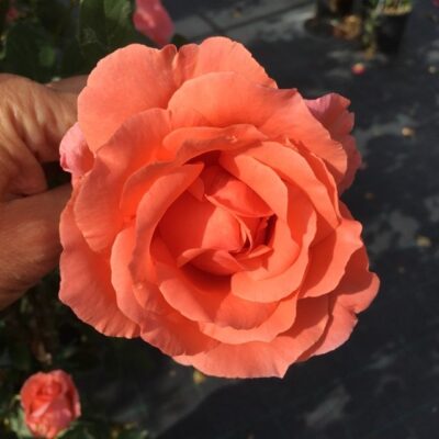 fiore di rosa blessings gpt