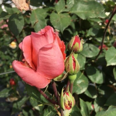 petali di rosa blessings gpt