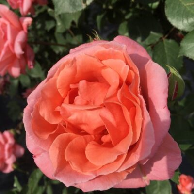 particolare di rosa blessings gpt