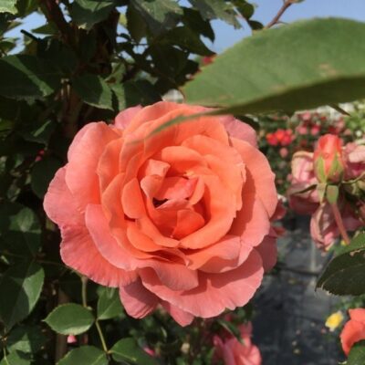 primo piano del fiore di rosa blessings gpt