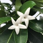 fiori di stephanotis floribunda gelsomino del madagascar