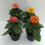 varie piantine di zinnia elegans