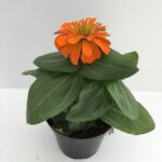 piantina di zinnia elegans orange