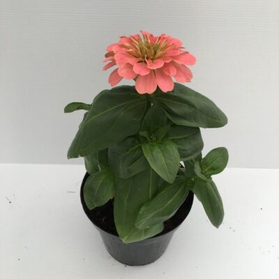piantina di zinnia elegans pink