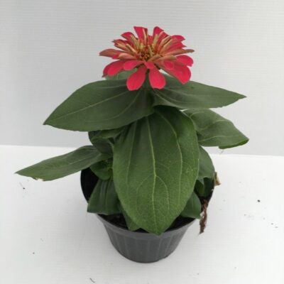 piantina di zinnia elegans red
