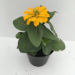 piantina di zinnia elegans yellow
