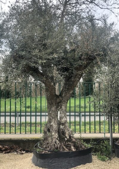olivo secolare Galega vulgar
