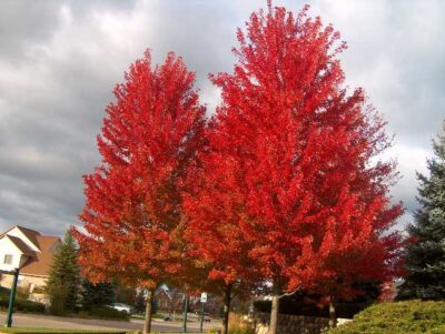 Acer freemanii 'Celzam'