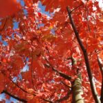 Acer freemanii 'Autumn Blaze'