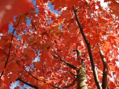 Acer freemanii 'Autumn Blaze'