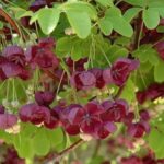 Akebia quinata