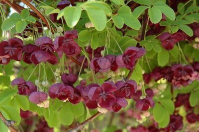 Akebia quinata