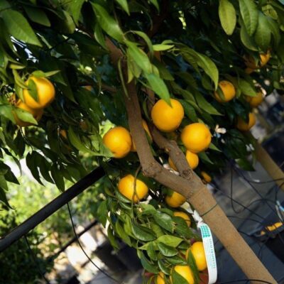 CITRUS TANGELO MAPO - immagine 3