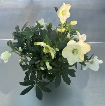 Helleborus ROSA DI NATALE v17
