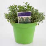 Hyssopus Officinalis ISSOPO OFFICINALE