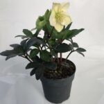 Helleborus ROSA DI NATALE