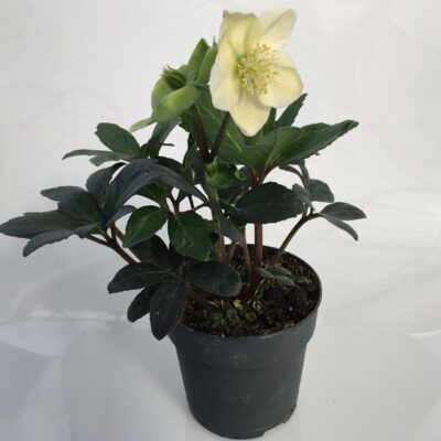 Helleborus ROSA DI NATALE