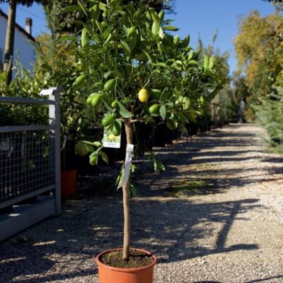 LIMEQUAT