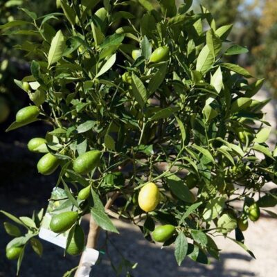 LIMEQUAT - immagine 4