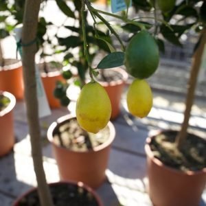 Frutto LIMEQUAT