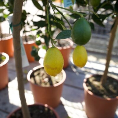 LIMEQUAT - immagine 3