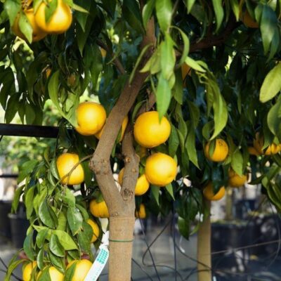 CITRUS TANGELO MAPO - immagine 4