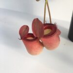 Nepenthes Pianta Carnivora