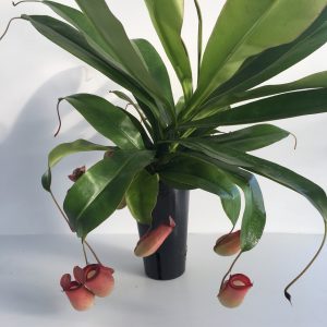 Nepenthes Bloody Mary Pianta Carnivora