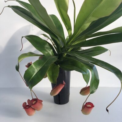 Nepenthes Bloody Mary Pianta Carnivora
