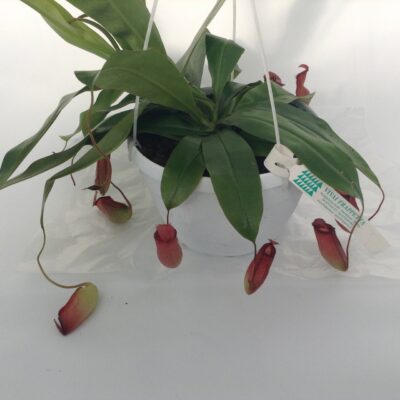Pianta Carnivora Bloody Mary Nepenthes